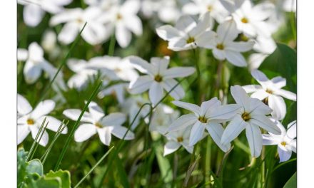 Frühblüher beeindruckende Wunder der Natuer