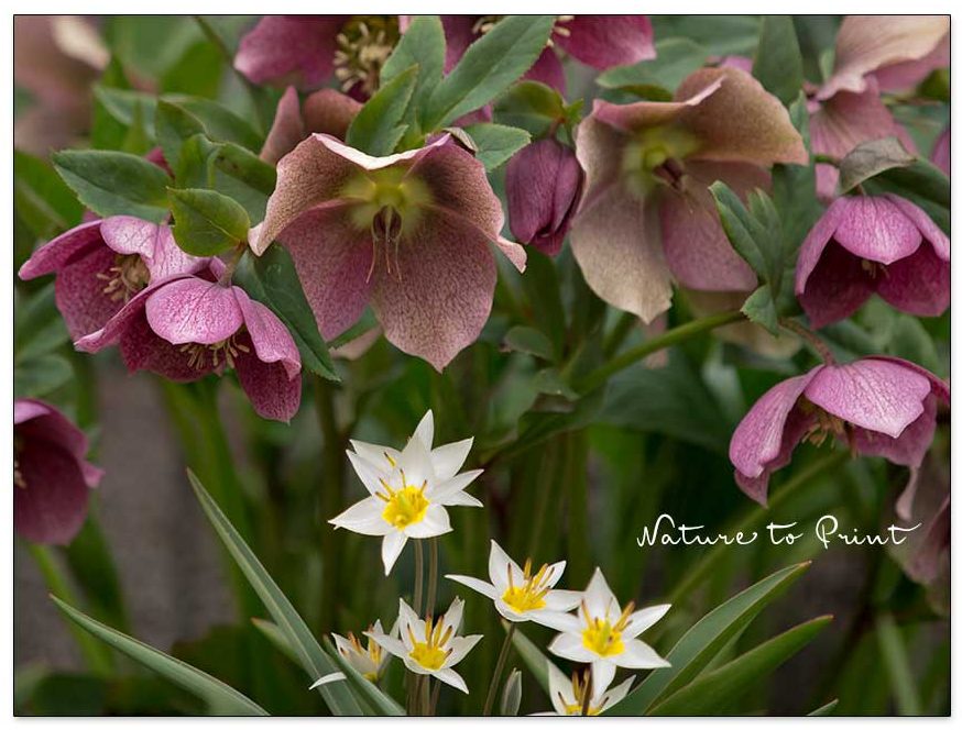 Rote Lenzrose mit kleiner Wildtulpe / Gnomtulpe Tulipa turkestanica 