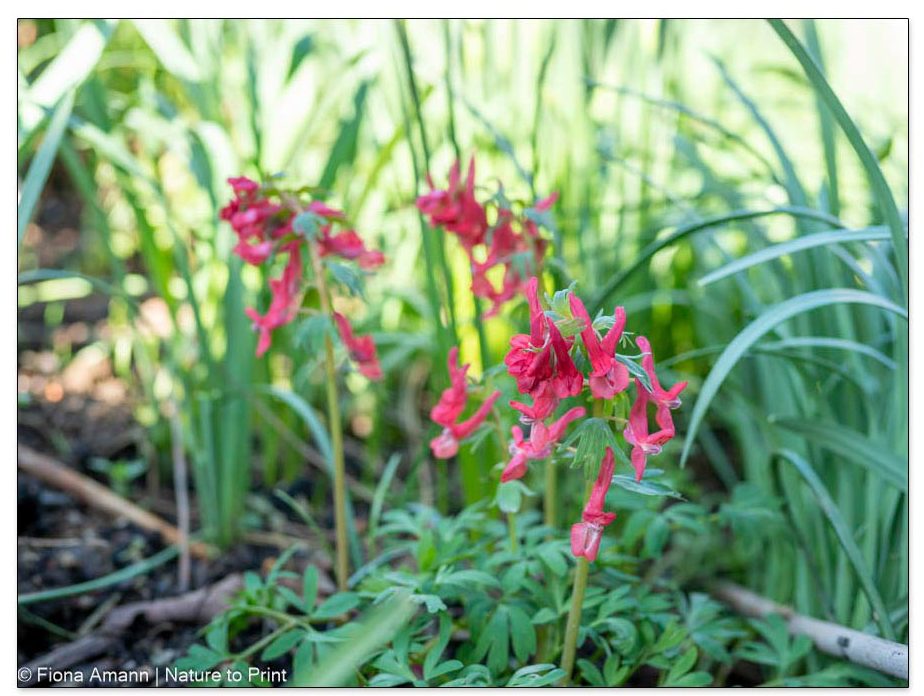 Frühblüher Lerchensporn