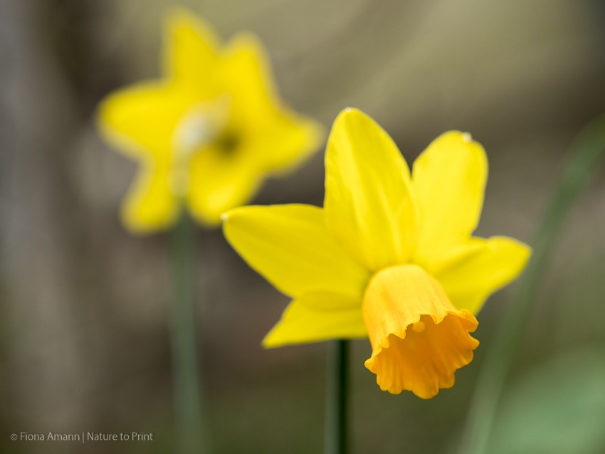 Botanische Narzisse, klein aber sturmfest