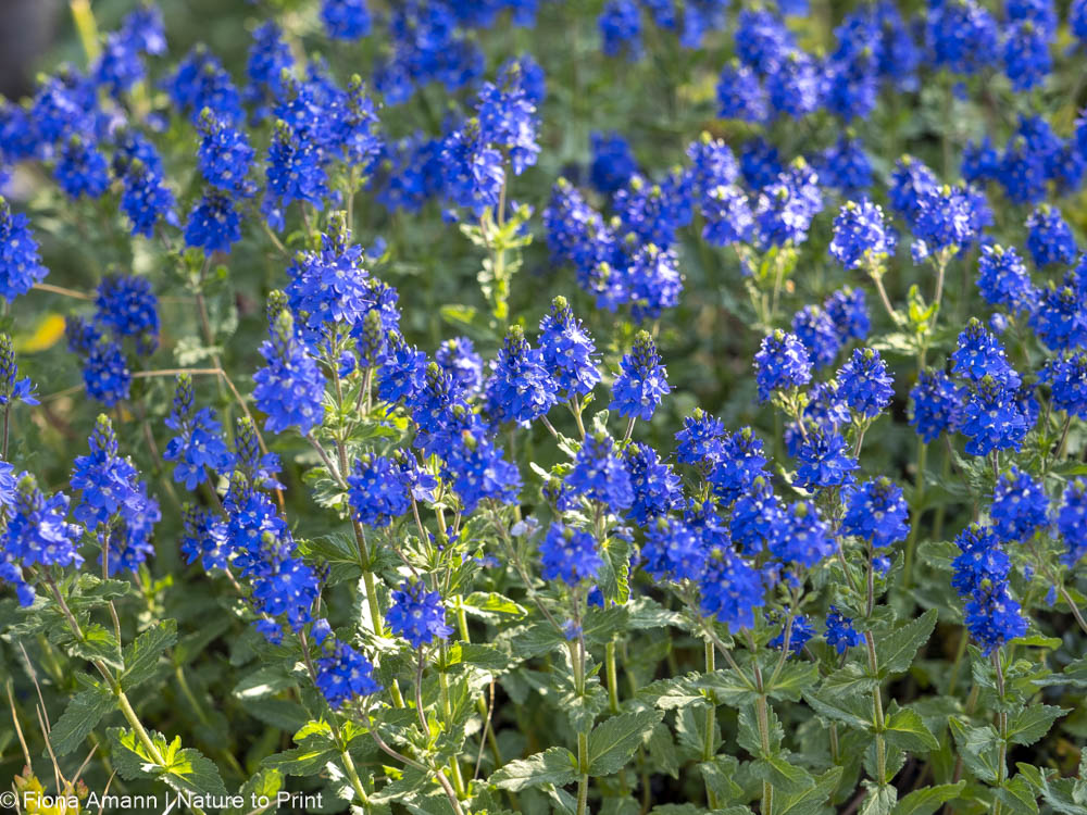 Echter Ehrenpreis, Veronica, hübsche Staude mit strahlend blauen essbaren Kerzenblüten