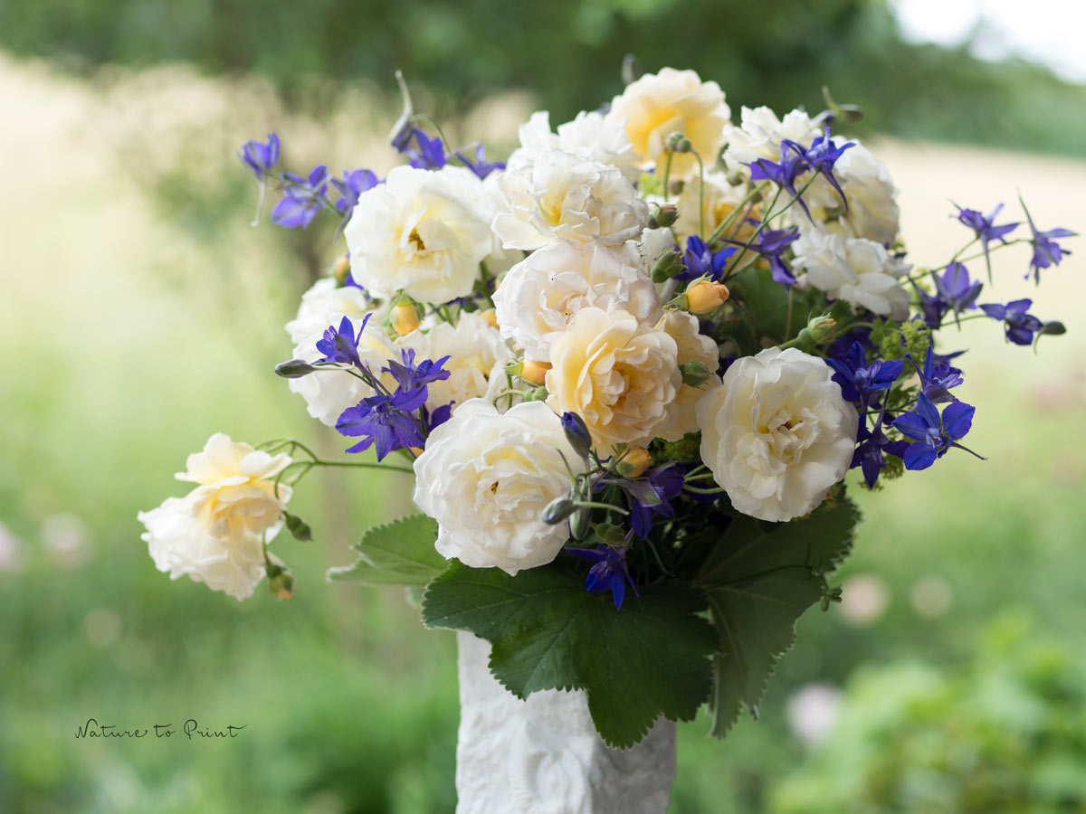 Blumen in der Schweiz verschenken, ein bunter Rosenstrauß der Saison Blumen in der Schweiz verschenken, ein bunter Rosenstrauß der Saison