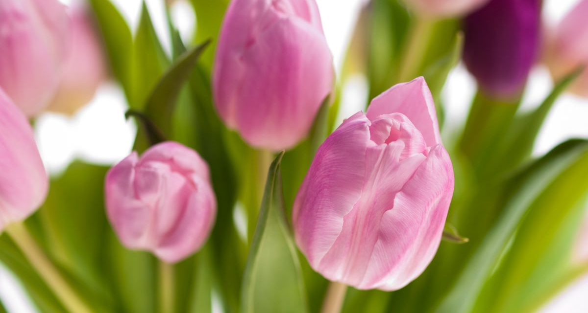 Blumen in der Schweiz verschenken.