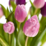 Blumen in der Schweiz verschenken.