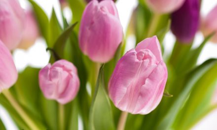 Blumen in der Schweiz verschenken.