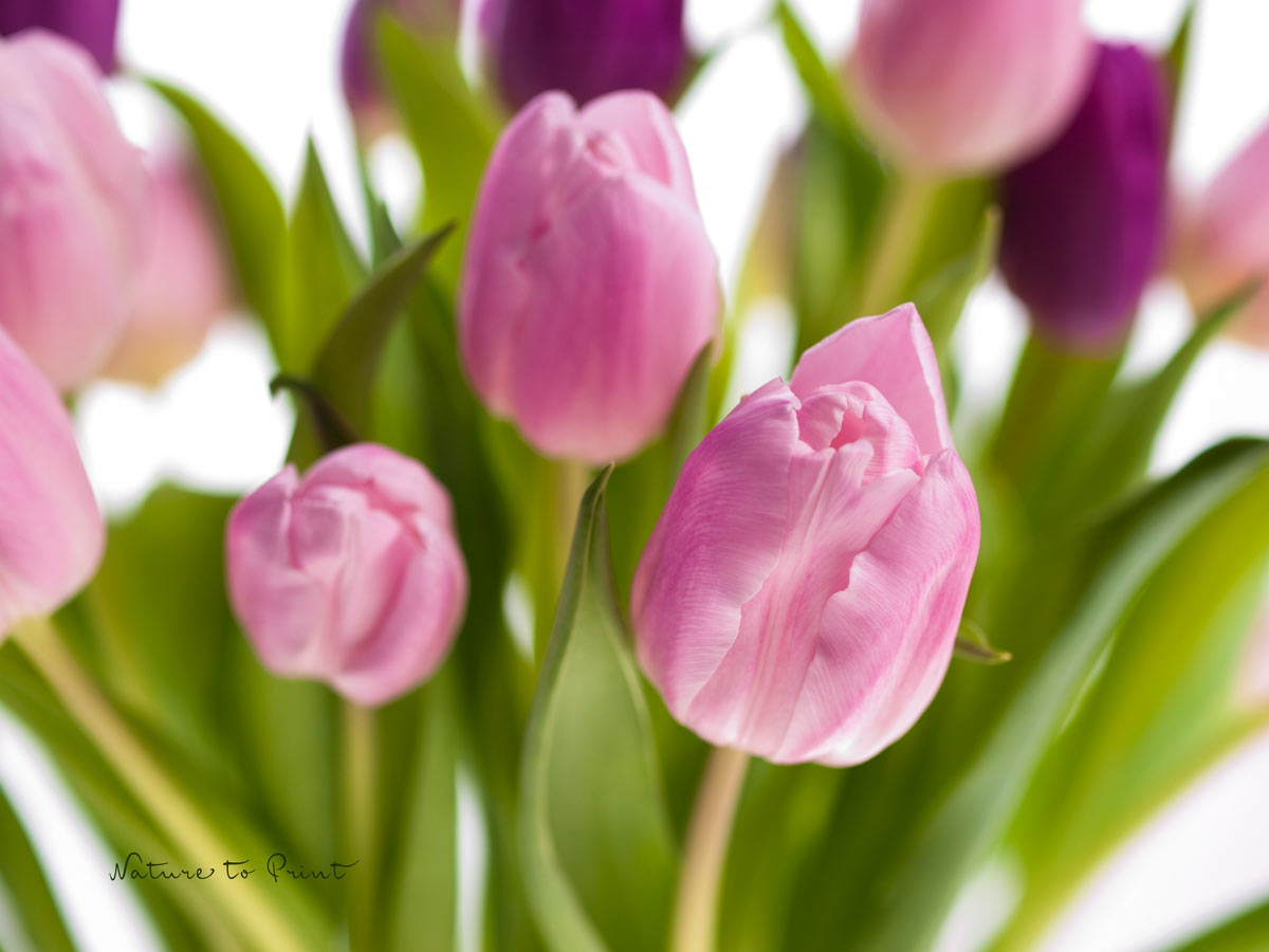 Blumen in der Schweiz verschenken. Tulpenstrauß in Pastell