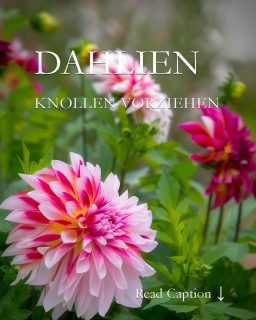 Dahlien-Knollen vorziehen für schnellere Blüten
Dahlien dürfen erst Mitte Mai raus und danach beginnt der Kampf mit Schnecken und Schlechtwetter. Das muss nicht sein! Wer Dahlienknollen ab April in Töpfen vorzieht, ist klar im Vorteil:
+ Keine Schnecken
+ Keine Spätfrostgefahr
+ Sicherer Austrieb
+ Schnellere Blüten
+ Außerdem mehr Zeit im Garten. Tulpen und andere Frühlingsblumen dürfen in Ruhe blühen und verwelken bevor Dahlien dann ihren Platz einnehmen. Und dies schon als große prächtige Pflanze. Besser geht's nicht.
Im Blog: 10 einfache Schritte damit das Vorziehen von Dahlienknollen sicher gelingt. Dazu Tipps zum Binden, Stützen, Düngen und Pflegen
https://www.mein-blumenbild-des-tages.de/dahlien-knollen-vorziehen/
Kurzlink: https://www.insbeet.de/Dahlienknollen
#Dahlien #Dahlienknollen #Anzucht #Vorziehen