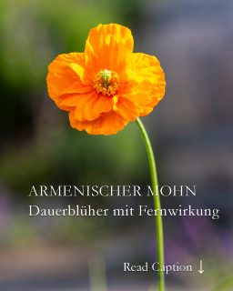 Armenischer Mohn, Rarität mit Signalwirkung
Armenischer Mohn blüht von April bis zum Frost, verträgt Sonne, Hitze & langanhaltende Trockenheit und ist im Beet kaum zu übersehen - obwohl er eher klein und zierlich ist.
Doch was diesem Mohn vielleicht an Größe fehlt, macht sein feuriges Orange wieder wett. Die Blüten tanzen beim leisesten Wind und bringen so Leben ins Blumenbeet. Bienen lieben Armenischen Mohn!
Die kurzlebige Staude wird meist zweijährig kultiviert. Wobei Armenischer Mohn, bot. Papaver lateritium im Handel leider kaum zu finden ist. Auch das Saatgut ist rar gesät. Falls sie ihn jedoch finden, greifen Sie unbedingt zu und setzen Sie die Jungpflanzen später in Dreiergruppen (oder mehr) in den Vordergrund. Viel Spaß mit Armenischen Mohn.
Im Blog: Armenischer Mohn. Aussaat, Video, Pflegetipps & Besonderheiten
https://www.wo-blumenbilder-wachsen.de/armenischer-mohn-dauerblueher/
Kurz: https://www.insbeet.de/ArmenischerMohn
#Mohn #Poppy #Blumengarten #Blumenbeet #Mohnblumen #feurig #Orange #Blumen #Sommerblumen #pflanzenwissen #naturgarten #omsystemde #pflanzentipps #gartenwissen #gartentipps