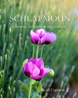 Schlafmohn im Garten, die verbotene Schönheit

Da blüht er ja wieder. Dieses Jahr hat sich Schlafmohn in der Gartenmauer zwischen Lavendel, Allium, Gartensalbei und Goldsedum versteckt und reckt nun wacker seine lila Blüten in die Sonne. Glück gehabt.

Ginge es nach dem Gesetz hätte ich jäten müssen. Aber in meinem Garten wachsen so viele unterschiedliche Mohne, bevor sie blühen, kann (und will) ich sie nicht von einander unterscheiden.

Mohn ist eine Kultur- und Bienenpflanze und wird nachweislich ab ca. 6000 v. Chr. angebaut. Man gewinnt aus ihm Mohnsamen u. a. für allerlei Gebäck und Mohnöl. In Österreich darf man Schlafmohn anbauen, auch im großen Stiel. Hierzulande braucht selbst der Kleingärtner dafür eine kostenpflichtige Genehmigung. Ich nenne das Behörden-Irrsinn. Völlig zwecklos, denn Schlafmohn kann nicht lesen und wächst deswegen exakt da, wo er will.

Im Blog: Schlafmohn im Garten mit Bildern und Videos
https://www.wo-blumenbilder-wachsen.de/schlafmohn-im-garten/

Kurzlink: https://www.insbeet.de/Schlafmohn

#mohn #papaver #poppy #arzneimohn #pflanzen #pflanzenliebe #plants #blumen #gartengestaltung #blumenwissen #natur #meinschönergarten #gartenwissen #gartentipps #garten #schlafmohn #blumengarten #gartenfragen #gartenliebe #lebenmitblumen #gartenblog #verboten