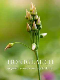 Sizilianischer Honiglauch magisch, wundersam, spektakulär

Sizilianischer Honiglauch aka Bulgarischer Lauch aka Samardala ist eine Besonderheit. Er fängt mit Glockenblüten an und endet mit Hütchen auf den welkenden Blütenständen. Eine magische Wandlung, begleitet von Bienen und Hummeln.

Honiglauch heißt botanisch Allium siculum, wobei Wissenschaftler ihn zwischendurch in Nectaroscordum siculum ssp. bulgaricum umbenannten. Aber diesen Namen konnte sich niemand merken, geschweige denn aussprechen. Also wieder zurück auf Anfang.

+ Honiglauch blüht wochenlang von der Knospe bis zum trockenen Samenstand.
+ Danach sorgt er selbst für Nachwuchs mit Samen und potenten Tochterzwiebeln. Bitte stehen lassen, es lohnt sich!
+ Standort: Sonne bis Halbschatten, am besten einzeln zwischen Stauden.
+ Boden: normale Gartenerde, gut drainiert, kalkhaltig.

+ Honiglauch wächst auch in Pflanzkübeln
+ Er braucht, anders wie einige andere Zierlauche, kaum Platz für welkende Blätter.

+ In Bulgarien heißt Bulgarischer Lauch Samardala. Die getrockneten Blüten und Blätter werden als Gewürz für Blinis verwendet.

Im Blog: Viele Bilder, Video, Pflege und Besonderheiten Sizilianischer Honiglauch
https://www.wo-blumenbilder-wachsen.de/sizilianischer-honiglauch/

Kurz https://www.insbeet.de/Honiglauch

#Zierlauch #Garten #Allium #Honiglauch #BulgarischerLauch #SizilianischerHoniglauch #Bienenpflanze #Magisch #Staudengarten #LebenmitBlumen #OMSystemsde #Naturgarten #topfgarten #lebenmitblumen #lumixphotography #gewürzederwelt