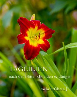 Taglilien nach der Blüte

Jetzt bitte schneiden und 1 x düngen

Taglilien blühen wochenlang und sind nach der Blüte noch lange nicht vorbei. Gute Pflege hält sie fit bis zum Frost.

+++ Radikaler Sommerschnitt direkt nach der Blüte. Dabei alles weg was welk, trocken oder kaputt ist.
+++ Nach dem Rückschnitt einmal leicht mit flüssigen Blumendünger düngen.
+++ Danach treibt die Taglilie wieder frisch aus. Manche Sorten remontieren und blühen später ein zweites Mal.

Taglilien pflanzen und pflegen

+ Standort: sonnig bis halbschattig.
+ Boden: Jeder nährstoffreiche, normale Gartenboden ohne Staunässe
+ Gießen: Ja bitte. Aber Trockenzeiten werden gut überstanden.

+ Dünger bei Austrieb im März + Mitte Juni: Kompost, Langzeitdünger, Flüssigdünger, Staudendünger
+ Pflege: Verblühtes zeitnah ausputzen, am besten täglich
+ Schnitt: Welkes kann immer weg

Im Blog: Pflegetipps und Video
https://www.wo-blumenbilder-wachsen.de/taglilien-pflegen-nach-der-bluete/
https://www.insbeet.de/Taglilien_Herbstbluete

#hemerocallis #taglilien #stauden #blumen #blumengarten #staudengarten #blüten #ziergarten #gartenglück #staudenliebe #naturgarten #pflanzentipps #blumenbeet #gartenblog #gartentipps #blumenmachenglücklich #gärtnerglück #gartenpflanzen #sommerblumen #gärtnern #gartenblogger #gartenwissen #gartenfragen