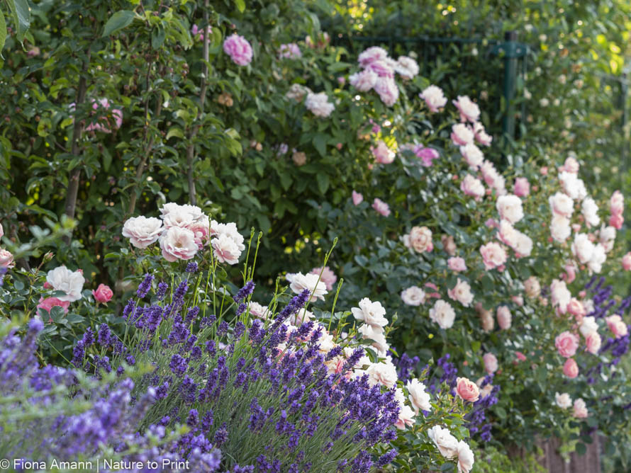 Gartenmauer aus Pflanzsteinen mit Rosen, Lavendel, Katzenminze