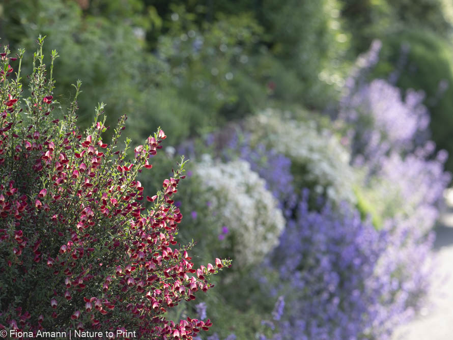 Kleiner Ginster wächst im Pflanzstein in der Gartenmauer