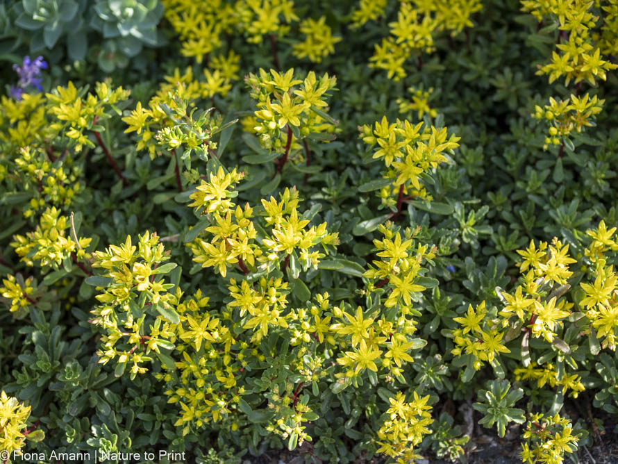 Goldsedum, Teppichsedum, dankbare Teppichstaude 