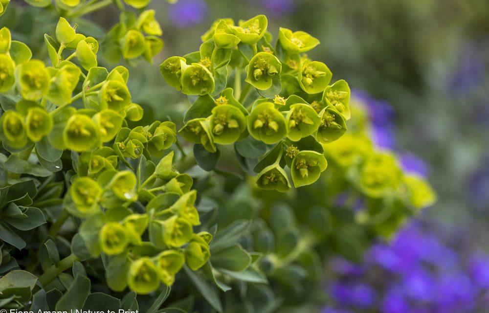 Pflanzsteine nachhaltig schön bepflanzen