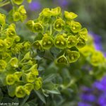 Pflanzsteine nachhaltig schön bepflanzen