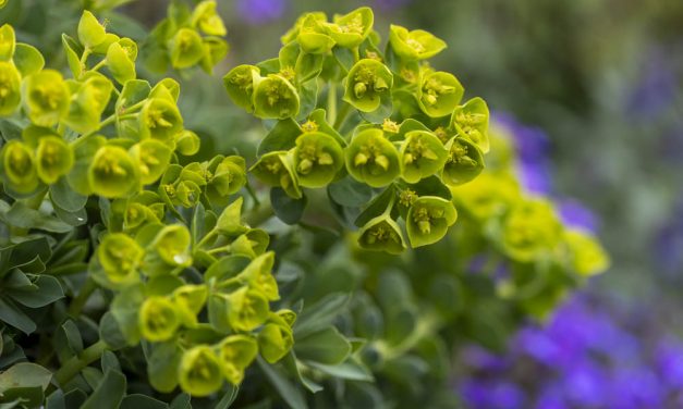 Pflanzsteine nachhaltig schön bepflanzen