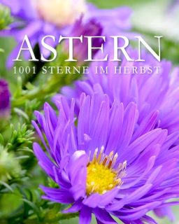 Geliebte Astern
1001 Sterne im Herbst

Astern blühen wochenlang, sind anspruchslos und pflegeleicht. Zudem locken sie Bienen, Hummeln und Schmetterlinge an, die in den bunten Sternblüten auch noch im Spätherbst reichlich Pollen und Nektar finden.

Standort: volle Sonne bis lichter Halbschatten, luftig
Boden: nährstoffreich, gerne auch lehmig
Wuchs: von 15 cm bis 150 cm

+ Teppichastern umspielen harte Kanten, hängen über Mauern und Stufen.
+ Kissenastern werden etwa 30 - 50 cm, sie sind vielseitige Wegbegleiter im Vordergrund.
+ Hohe Astern brauchen oft Stützen oder einen Zaun, um sich anzulehnen.

Pflegen:
Düngen im März bei Austrieb und Mitte Juni mit Kompost, Hornspänen oder Bio-Staudendünger.
Bodentiefer Rückschnitt nach der Blüte verhindert Selbstaussaat.

Vermehren:
Astern vermehren sich stark durch Selbstaussaat und sie bilden viele Ausläufer. Aus jedem Wurzelstück mit Spross entsteht eine neue Pflanze.

Krankheiten:
+ Mehltau -> Abhilfe schafft ein Rückschnitt im Frühsommer oder spritzen mit Milch-Wasser im Verhältnis 2 zu 8. Ein sonniger, luftiger Standort in nahrhafter Erde ist wichtig, damit Mehltau erst gar nicht entsteht.

+ Welke zeigt sich durch schwarze Blätter. Kranke Pflanzen unbedingt ausgraben und im Restmüll entsorgen.

Tipp: Achten Sie schon beim Kauf auf Mehltau und Welke resistente Sorte und Standfestigkeit.

Im Blog: Gesunde Astern pflanzen, pflegen und lieben
https://www.wo-blumenbilder-wachsen.de/astern-pflanzen-pflegen-lieben/

Kurzlink: https://www.insbeet.de/Asternliebe

#astern #garten #stauden #pflanzen #staudengarten #pflanzenliebe #gartengestaltung #gärtner #gartenparadies #garteninspiration #gartenzeit #naturgarten #bienen #bienenfreundlich #gartentipps #gärtnern #gartenwissen #herbstgarten #herbst #pflanzenpflege #bienenweide #insekten #vorgarten #gartenträume #blumengarten #gartenjahr #insektenfreundlich #landhausgarten #wirliebenpflanzen #lumixphotography