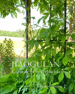Superstaude Kraut der Unsterblichkeit, Jiaogulan ist eine Staude für Beet und Balkon.
+ Es kann klettern, hängen und den Boden dicht bedecken.
+ Die Pflanze ist mehrjährig und kommt jedes Jahr zuverlässig wieder.
+ Sie braucht dafür nur leichten Winterschutz.
+ Bietet absoluten Sichtschutz.
+ Standort: Schatten oder absonnig, Abend- oder Morgensonne wird vertragen.
+ Normaler Gartenboden oder Pflanzerde, Kübelpflanzensubstrat
+ Düngen: 1 x Austrieb, 1 x Mitte Juni mit Stauden- oder Langzeitdünger
+ Das Heilkraut wird in der TCM vielseitig eingesetzt.
+ Es soll Blutzucker, Cholesterin und Blutfettwerte senken.
+ In China sagt man, es verleiht ein langes Leben.
Mein Jiaogulan wächst schon seit sehr vielen Jahren in einem halben Weinfass auf der Nordterrasse.
Im Blog: Tipps zur Pflege, Besonderheiten und viele Bilder
https://www.wo-blumenbilder-wachsen.de/jiaogulan-kraut-der-unsterblichkeit/
https://www.insbeet.de/Jiaogulan
#jiaogulan #krautderunsterblichkeit #ginseng #kräuter #tee #wellness #immunsystem #teatime #natürlich #gesund #frauenginseng #tcm #traditionellechinesischemedizin #cupoftea #cleaneating #herbaltea #staude #topfgarten #balkon