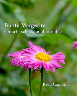 Bunte Margerite
einfach, schick, unübersehbar
Bunte Margeriten wirken verspielt wie ihre weißen Schwestern, die im Frühsommer auf vielen Magerwiesen blühen - nur eben in Bunt. Sie tragen rosa, rote oder pinke Blüten, mit denen man auch Er-liebt-mich-er-liebt-mich-nicht spielen könnte.
Besonderheit: Bunte Margerite sind leider nicht treu. Sie will oft geteilt werden und fügt sich dann nahtlos ein in wechselnde Gemeinschaften im Staudenbeet: Sie passt prima zwischen Wieseniris, Taglilien, späten Astern oder neben Storchschnäbeln.
+ Blütezeit: Mai / Juni bis Juli
+ Wuchshöhe: 90 cm
+ Standort: sonnig, aber ohne pralle Mittagssonne
+ Boden: durchlässig, neutral, nahrhaft, feucht.
+ Düngen: 1 x bei Austrieb, 1 x Mitte Juni mit Staudendünger. KEIN BLAUKORN!
++ Pflege: gießen bei Trockenheit. Der Boden sollte im Sommer nicht völlig austrocknen.
++ Regelmäßig ausputzen fördert lange Blütezeit.
++ Rückschnitt + Düngung nach dem 1. Flor fördert eine zweite Blüte im Sommer.
+++ Staude nach 2-3 Jahren teilen und neu setzen!
+++ Bunte Margeriten sind wichtige Bienenweiden
Im Blog: Bunte Margeriten, pflegeleichte Stauden mit Fernwirkung
https://www.wo-blumenbilder-wachsen.de/bunte-margeriten-fernwirkung/
Kurz: https://www.insbeet.de/Bunte_Margerite
#staudengarten #stauden #staudenbeet #meinschönergarten #pflanzenliebe #gartentipps #lebenmitblumen #naturgarten #gartenblogger #pflanzentipp #bienen #pflanzen #gartenideen #blumenbeet #gartenpflanzen #insektenfreundlich #bienenfreundlich #gartenwissen #lumix