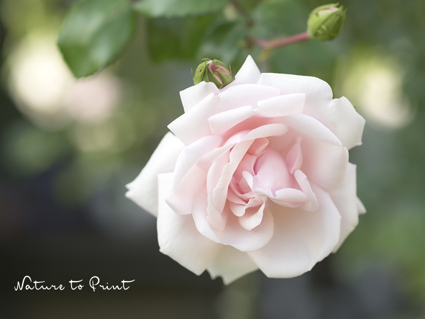 Kletterrose New Dawn hat biegsame Zweige und wenig Dornen