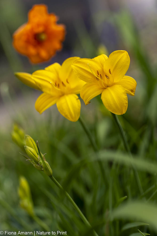Meine erste Hemerocallis am Sonnenhang blüht am 5. Mai. Im Hintergrund Dauerblüher Armenischer Mohn Meine erste Hemerocallis am Sonnenhang blüht am 5. Mai. Im Hintergrund Dauerblüher Armenischer Mohn
