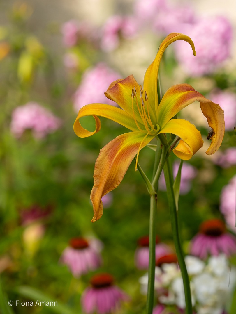 Hemerocallis 'Dances with Giraffes' ist ein sehr hoher Spider mit auffallend verdrehten Blütenblättern. Hemerocallis 'Dances with Giraffes' ist ein sehr hoher Spider mit auffallend verdrehten Blütenblättern.