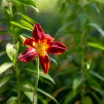 Taglilien perfekte Stauden für Anfänger & Liebhaber