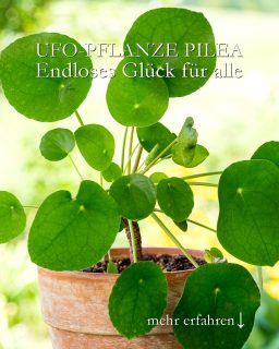 Ufo-Pflanze Pilea, Endloses Glück zum Teilen
Manche behaupten, die Ufo-Pflanze, bot Pilea Pilea peperomioides sei eine Zicke. Das ist sie definitiv nicht. Sie ist eine Sukkulente, die Wasser in Wurzeln, Blättern und Stamm speichert. Daher lieber weniger gießen, als zu viel.
+ Standort hell
+ Pflege wöchentlich 1x gießen mit Regenwasser
+ von März bis Ende September alle 14 Tage düngen
+ Vermehren: Pilea produziert laufend viele Kindel. Ein Glücksfall, für alle, die sich mehr dieser entzückenden Zimmerpflanzen wünschen oder das Glück an Freunde verschenken möchten.
+ Ufo-Pflanzen gehören zu den Glückspflanzen, weswegen man sie auch gerne zum Einzug ins neue Haus / Wohnung verschenkt. Je kleiner, desto niedlicher und desto besser gewöhnt sie sich an den neuen Standort.
+++ Den Sommer über verbringt die Zimmerpflanze gerne draußen in der Sommerfrische an einem schattigen Platz. Doch sobald die Temperaturen nachts unter 12-15 Grad sinken, sollte man sie wieder reinholen!
+++ Krankheiten: Stehen die Pflanzen zu kalt (oder zu nass), bekommen sie gelbe und schwarze Flecken auf den Blättern.
Im Blog: Die Ufopflanze pflegen, vermehren und mit Freunden teilen.
https://www.blumenbilder.org/ufopflanze-pflegen-vermehren-teilen/
Kurzlink: https://www.insbeet.de/ufopflanze
#pilea #urbanjunglebloggers #ufopflanze #glückstaler #zimmerpflanze #topfpflanze #pflanzenliebe #grünpflanzen #zimmergarten #urbanjungle #zimmerpflanzen #pflanzen #urbanjungleblogger #pflanzenfreunde #pileapeperomioides #peperomia #wirliebenpflanzen #pflanzentipps #lebenmitblumen