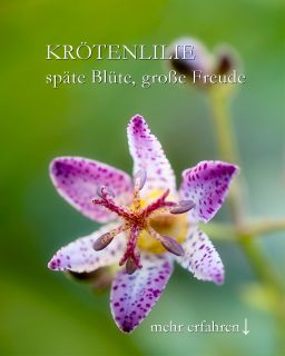 Japanische Krötenlilie Trycyrtis

Der Trivialname Krötenlilie wird dieser Pflanzenrarität nicht gerecht. Die Staude sieht nicht aus wie eine Kröte, nur ihre Tupfen erinnern an die Tupfen einer Kröte.

+ Blüten: Exotische Anmutung in Weiß oder Gelb mit rosa, pinken oder violetten Tupfen und auffallend großen Staubgefäßen
+ Blütezeit: September / Oktober

+ Standort & Boden:
Halbschatten bis Schatten
Normaler Gartenboden

++ Leichte Pflege:
Zweimal im Jahr düngen.
Rückschnitt im Frühjahr
Gießen bei Trockenheit

+++ Krötenlilien gehören zu den Lilien- und Maiglöckchengewächsen und sind giftig. Also bitte nur anschauen, nicht essen! Haustiere meiden sie von ganz alleine.

Im Blog: Krötenlilie Besonderheiten, Vermehrung, Pflanzpartner und mehr.

https://www.wo-blumenbilder-wachsen.de/kroetenlilie-tricyrtis/

Kurz: https://www.insbeet.de/Kroetenlilie

#schatten #garten #gartenwissen #gartentipps #pflanzenwissen #pflanzen #stauden #staudengarten #gartentipp #naturgarten #gärtnern #gartengestaltung #grünerdaumen #pflanzenpflege #herbstgarten #blumengarten #gartenimpressionen #gartenpflanzen #garteninspiration #blüte #bienenweide #insektenfreundlich #lebenmitblumen #gartenliebe #pflanzenliebe #exotisch #gartenblogger #omsystemde #gartenblog