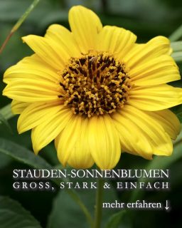 Staudensonnenblume Helianthus, gut für die Seele, Bienen & Vögel
Staudensonnenblumen sind Bienen- und Schmetterlingsmagnete und blühen, je nach Sorte, ab August wochenlang. Nur der erste Frost setzt der langen Blütezeit ein Ende. Und danach freuen sich Vögel noch lange über zurück gebliebene, reife Samenstände.
Standort:
+ Sonne bis Halbschatten
+ Guter nahrhafter Gartenboden, gerne auch Lehmboden
Pflege:
+ Düngen im März und Mitte Juni mit guten Staudendünger, Hornspänen oder Kompost.
+ Chelsea-Schnitt Mitte Mai
+ Gießen bei Trockenheit
+ Zeitnahes Ausputzen verlängert die Blütezeit
Vermehren:
+ Teilen des Wurzelstocks, am besten im Frühling
+ Die Stauden säen sich auch gerne selber aus.
Es gibt unterschiedliche Helianthus. Große, sehr große und eher klein bleibende Sorten. Dazu welche mit gefüllten und andere mit ungefüllten Blüten. Wer Bienen liebt, wählt besser ungefüllte Staudensonnenblumen.
+++ Pflanzen Sie eine Sorte zu nehmen, die resistent gegen Mehltau ist.
Im Blog:
Staudensonnenblumen, leuchtende Sterne im Spätsommergarten
https://www.wo-blumenbilder-wachsen.de/staudensonnenblumen-helianthus/
Kurz: http://www.insbeet.de/Staudensonnenblume
Weitere GARTENTIPPS: @MyNaturetoprint folgen und diesen Post speichern. Vielen Dank.
#sonnenblume #helianthus #sommerblumen #blumen #garten #gartengestaltung #pflanzen #gartenblog #bloom #lebenmitblumen #gartentipps #gartenwissen #pflanzenliebe #staudengarten #stauden #staudengarten #insektenweide #lebenmitblumen #gelb #bienenpflanze #insektenweide #lumixphotography