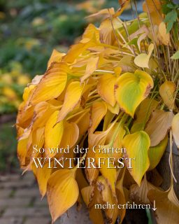 So wird der Garten winterfest - mit Checkliste
Es geht wieder los mit Aufräumen, Wegräumen und Sichern.
+ Knollen von Dahlien, Canna & Gladiolen ins Winterquartier
+ Kübelpflanzen reinholen oder an die Hauswand rücken
+ empfindliche Pflanzen abdecken
+ Vögel und Igel gut versorgen
+ noch einmal mähen
+ Regenwasser bunkern
+ Gefüllte Gießkannen frostfrei aufstellen
+ Regentonne aus Holz leeren, verkehrt herum auf Steine stellen damit Luft zirkulieren kann
+ Regentonnen aus Kunststoff leeren
+ Gartenwasser abstellen
+ Gartenschlauch frostfrei unterbringen
+ Rasenmäher warten oder in die Werkstatt bringen
+ Gartenwerkzeuge säubern, ölen & trocken unterbringen
Es gibt viel zu tun.
Trotz der langen Liste: Bleiben Sie gelassen. Es kommen bestimmt noch schöne Gartentage.
Im Blog: Checkliste zum Downloaden: So wird der Garten winterfest
https://www.wo-blumenbilder-wachsen.de/so-machen-den-garten-winterfest/
Kurz: https://www.insbeet.de/garten_winterfest
#winterfest #herbst #garten #stauden #gartenliebe #pflanzenliebe #gartenwissen #gartenfragen #gartentipps #blumengarten #naturgarten #natur #gartenglück #gärtnern #gartentipp #gartenarbeit #herbstgarten #meingarten #lebenmitblumen #landhausgarten