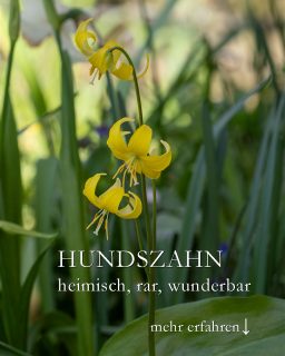 Hundszahn aka Forellenlilie
Leuchtende Juwelen im Halbschatten
Hundszahn, bot. Erythronium dens-canis ist ein echtes Juwel im Frühlingsgarten. Die ausgesprochen attraktive Zwiebelblume wird m. E. noch viel zu selten gepflanzt. In freier Natur sind Forellenlilien selten zu finden und daher geschützt. Man darf sie weder pflücken, noch ausgraben.
+ Standort: frühlingsheller Halbschatten. Gerne vor / unter Laubbäumen.
+ Boden: frisch, leicht feucht, nährstoffreich, gut durchlässig. Der Boden kann im Sommer auch austrocknen.
+ Wuchs: 30-40 cm hoch und etwa ebenso breit
+ Blütezeit: April, nach der Blüte zieht die Pflanze den Rest des Jahres ein.
+ Pflanzzeit: Oktober. Zwiebeln direkt nach Erhalt pflanzen, da sie leicht austrocknen.
+ Krankheiten: keine
+ Schneckengefahr, daher gut schützen ab Austrieb im Februar / März
+ Pflanzpartner u. a. Sommerknotenblumen, Kaukasusvergissmeinnicht, Lerchensporn, Narzissen,Pfingstveilchen, Lungenkraut, Gartenprimeln
+ Hundszähne / Forellenlilien sind Bienenpflanzen
+++ Hundszähne sind giftig. Handschuhe anziehen bei der Pflege und die Pflanzen nur anschauen, nicht essen!
Im Blog: Hundszahn pflanzen, pflegen & vermehren und 2 Videos
https://www.wo-blumenbilder-wachsen.de/hundszahn-forellenlilie-pflegen/
Kurz: https://www.insbeet.de/Hundszahn
#herbst #geophyten #frühling #garten #pflanzen #zwiebelblumen #bienen #blütenzauber #grünerdaumen #pflanzenpflege #natur #staudengarten #gartenparadies #gartenblog #gartenwissen #gartentipps #gärtnern #naturgarten #gartenpflanzen #naturimgarten