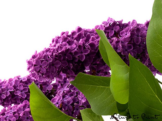 Sehnsucht nach Flieder. Im Garten, in der Vase & als Blumenbild. | Die Menschen gieren nach Frühling, Wärme und nach dem süßen Duft dieser üppigen Frühlingsboten: Flieder. Er blüht im Mai und besiegelt das endgültige Ende des Winters.
