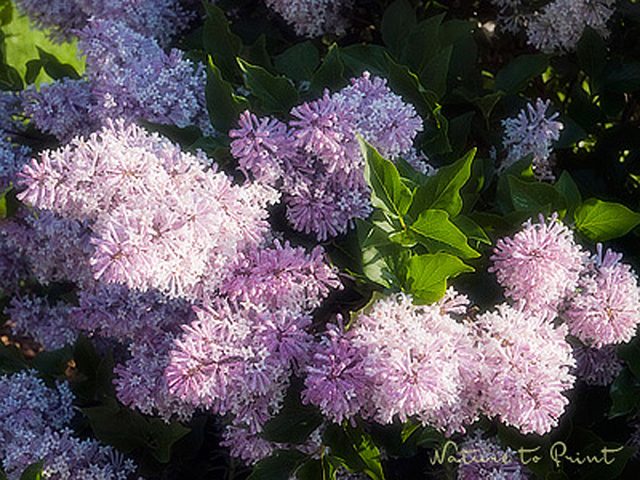 Sehnsucht nach Flieder. Im Garten, in der Vase & als Blumenbild. | Die Menschen gieren nach Frühling, Wärme und nach dem süßen Duft dieser üppigen Frühlingsboten: Flieder. Er blüht im Mai und besiegelt das endgültige Ende des Winters.