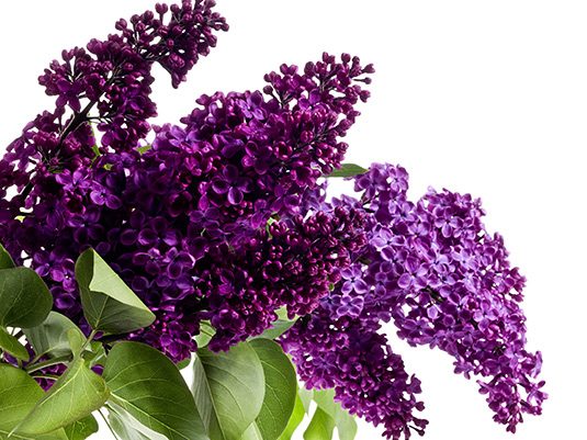 Sehnsucht nach Flieder. Im Garten, in der Vase & als Blumenbild. | Die Menschen gieren nach Frühling, Wärme und nach dem süßen Duft dieser üppigen Frühlingsboten: Flieder. Er blüht im Mai und besiegelt das endgültige Ende des Winters.